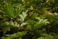 Solanum chrysotrichum